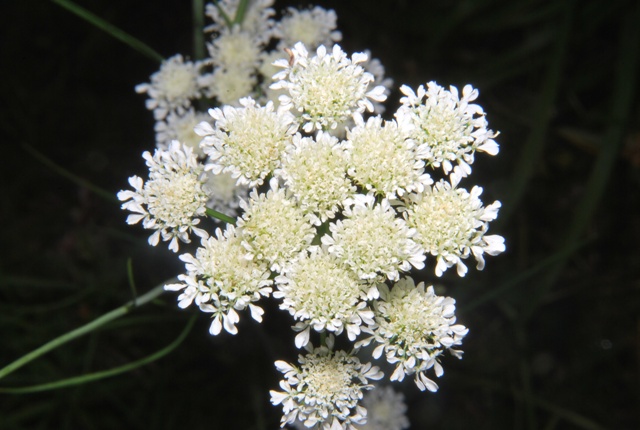Apiacea - Oenanthe silaifolia